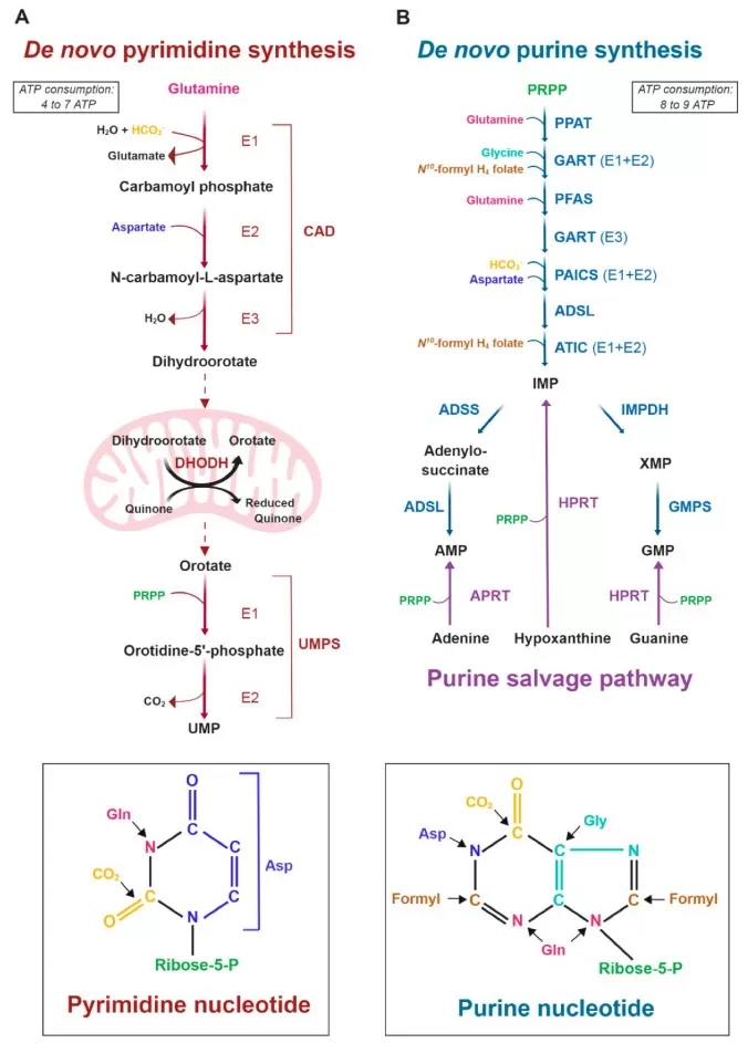 The de novo pyrimidine and purine synthesis pathways (Villa et al., 2019).